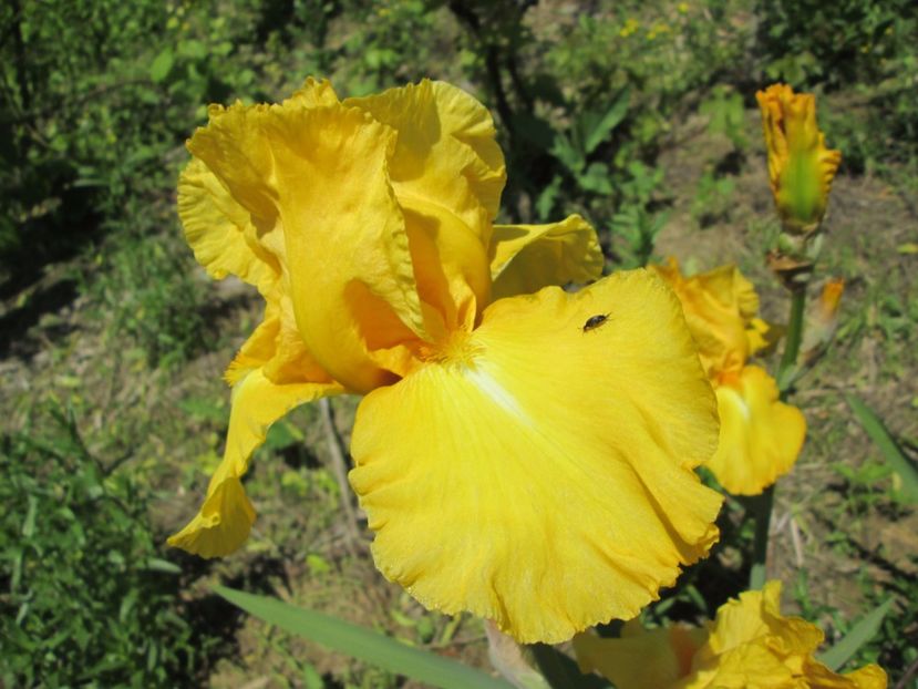  - Gradina cu irisi nr 1 in 2017