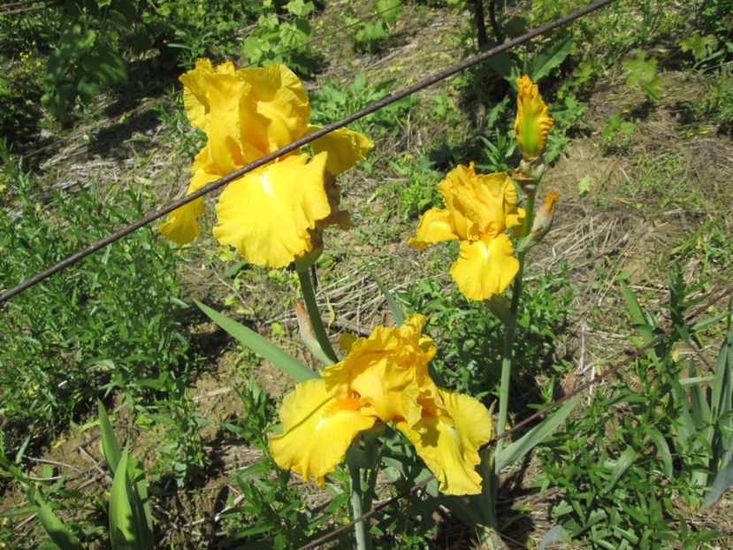  - Gradina cu irisi nr 1 in 2017