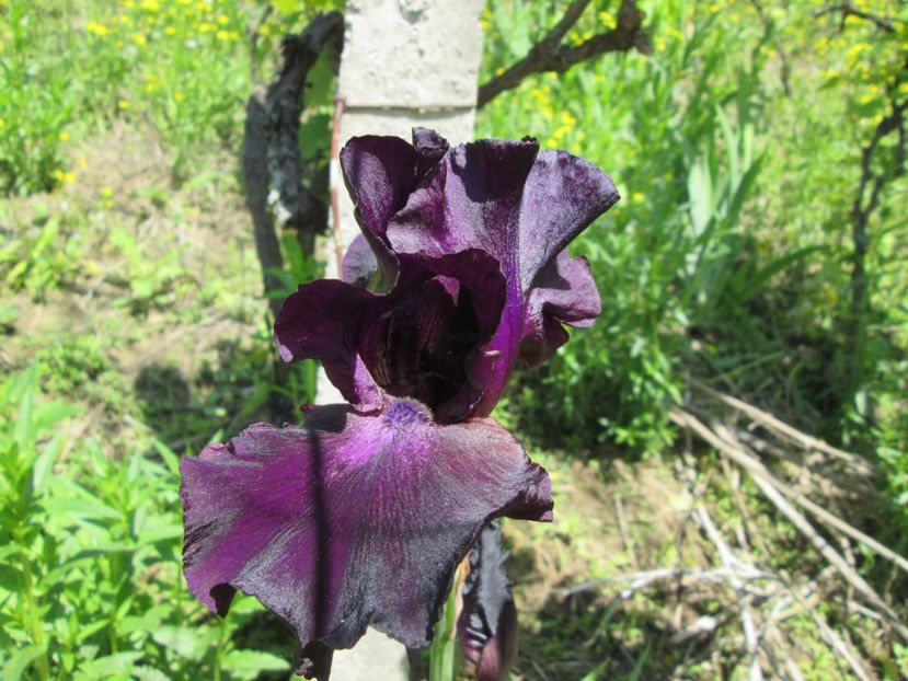  - Gradina cu irisi nr 1 in 2017