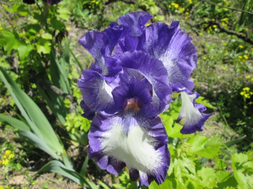  - Gradina cu irisi nr 1 in 2017