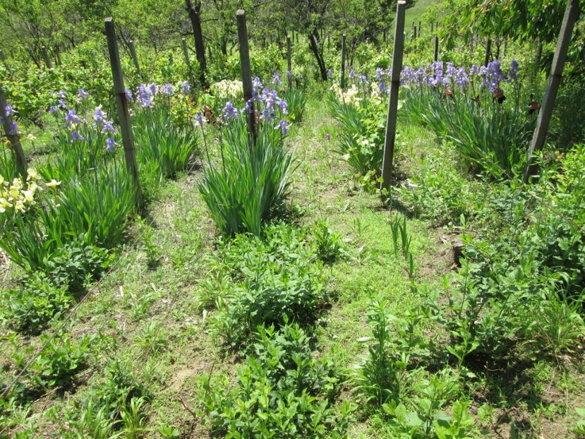  - Gradina cu irisi nr 1 in 2017