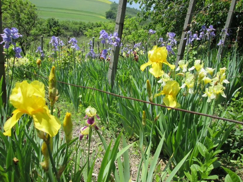  - Gradina cu irisi nr 1 in 2017