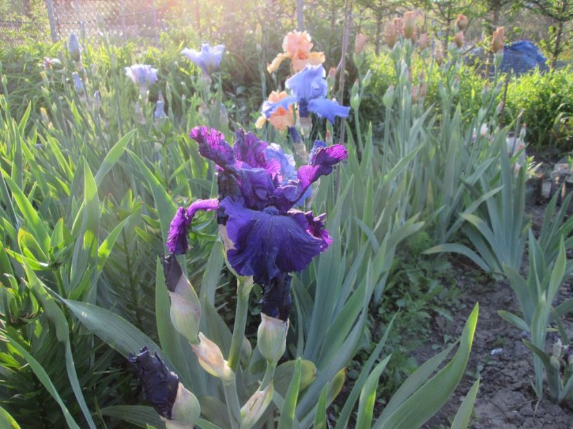 - Gradina cu irisi nr 1 in 2017