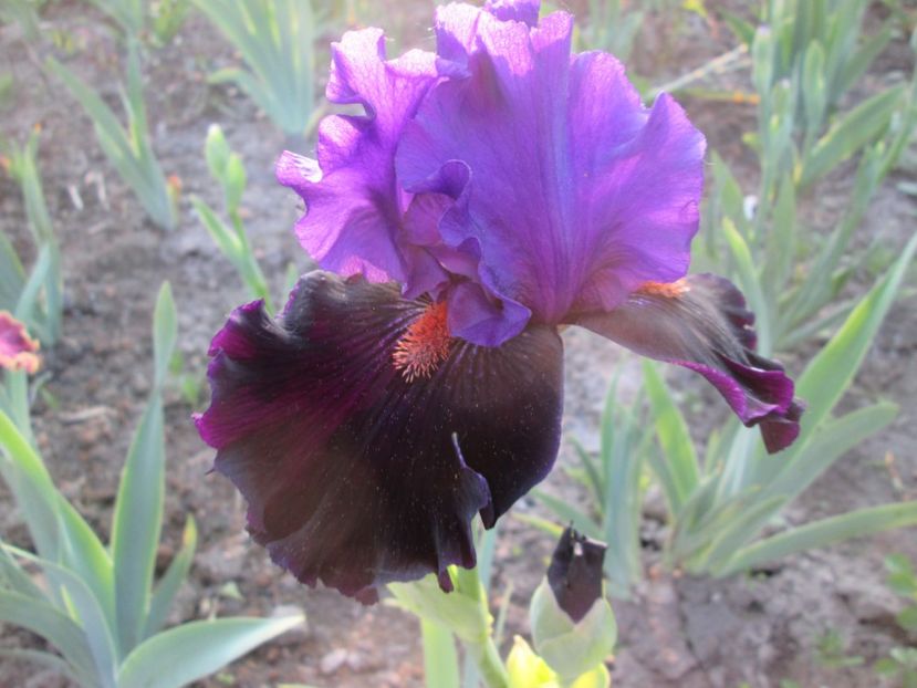  - Gradina cu irisi nr 1 in 2017