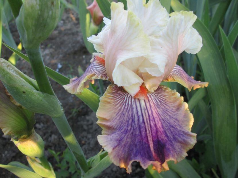  - Gradina cu irisi nr 1 in 2017