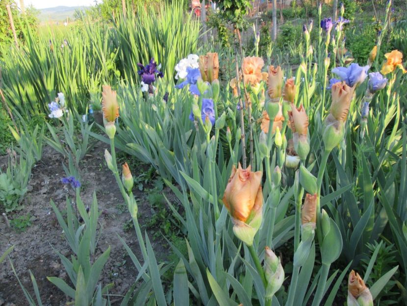  - Gradina cu irisi nr 1 in 2017