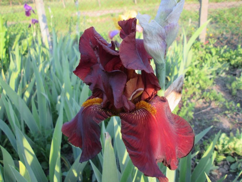  - Gradina cu irisi nr 1 in 2017