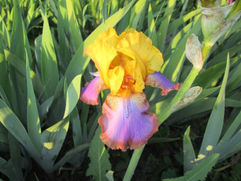  - Gradina cu irisi nr 1 in 2017