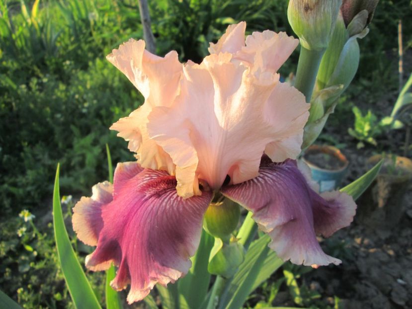  - Gradina cu irisi nr 1 in 2017