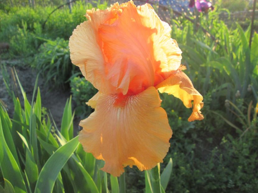  - Gradina cu irisi nr 1 in 2017