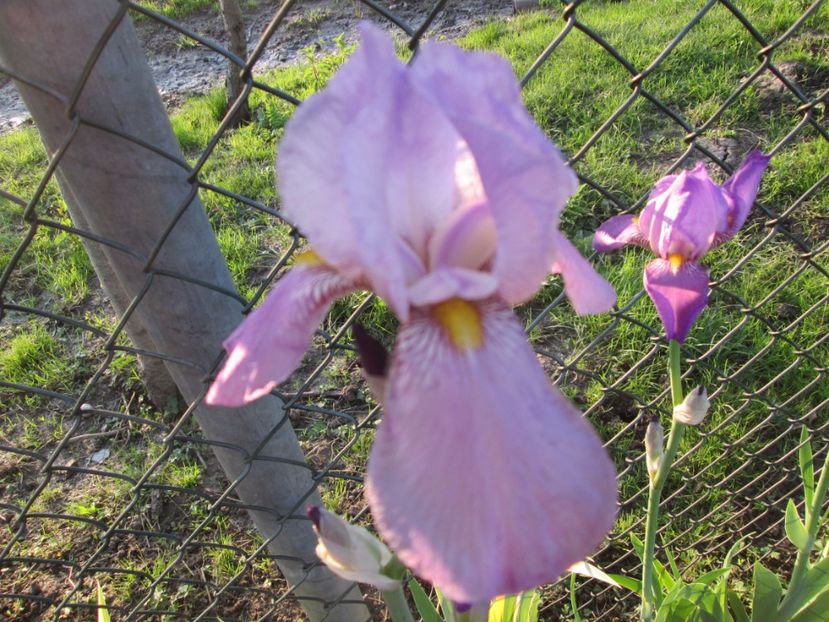  - Gradina cu irisi nr 1 in 2017