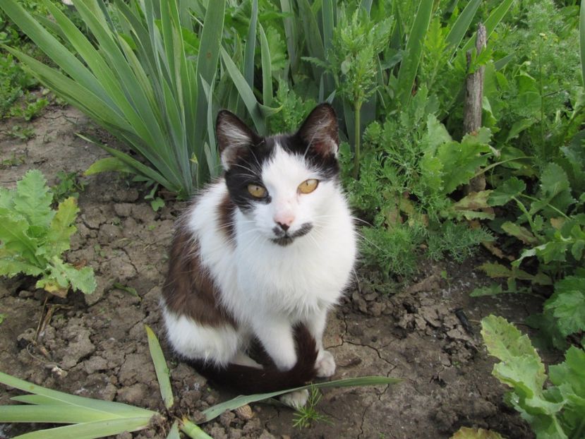  - Gradina cu irisi nr 1 in 2017