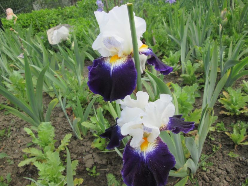  - Gradina cu irisi nr 1 in 2017