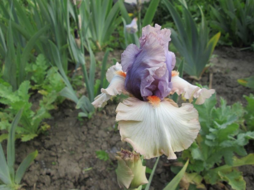  - Gradina cu irisi nr 1 in 2017