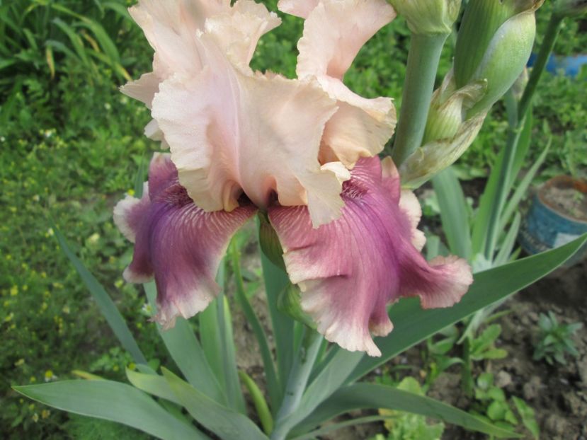  - Gradina cu irisi nr 1 in 2017