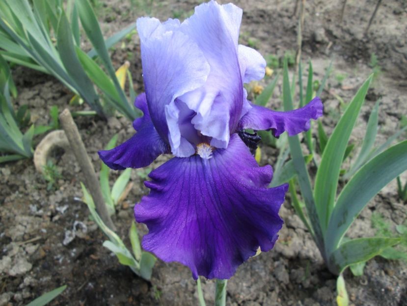  - Gradina cu irisi nr 1 in 2017