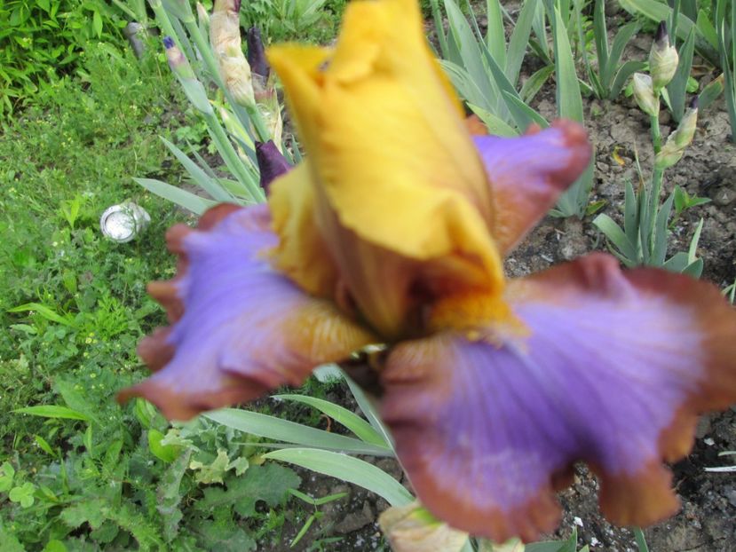  - Gradina cu irisi nr 1 in 2017