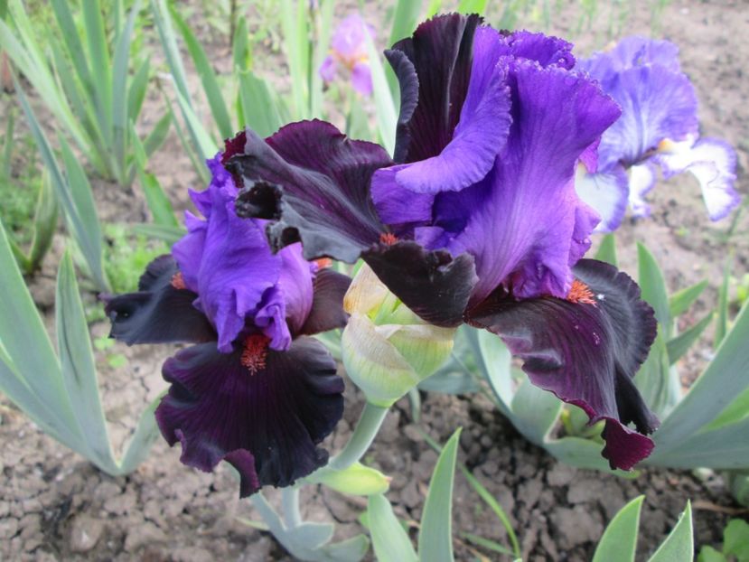  - Gradina cu irisi nr 1 in 2017