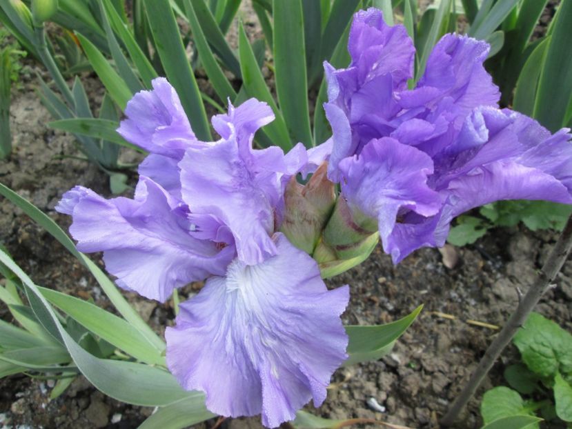  - Gradina cu irisi nr 1 in 2017