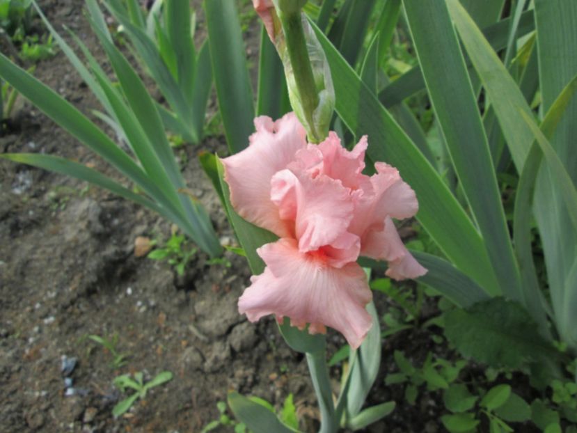  - Gradina cu irisi nr 1 in 2017