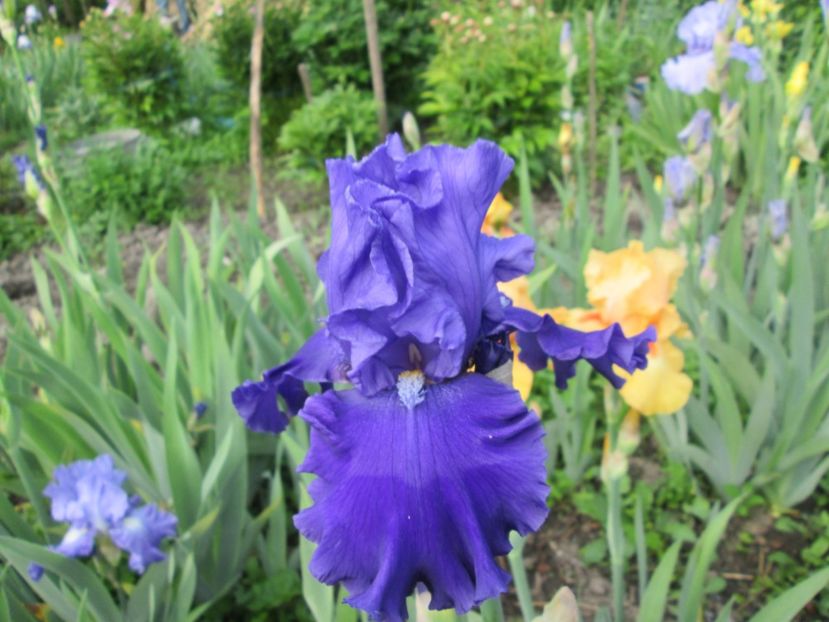  - Gradina cu irisi nr 1 in 2017