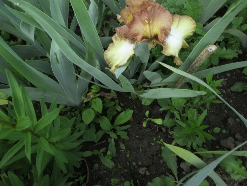  - Gradina cu irisi nr 1 in 2017