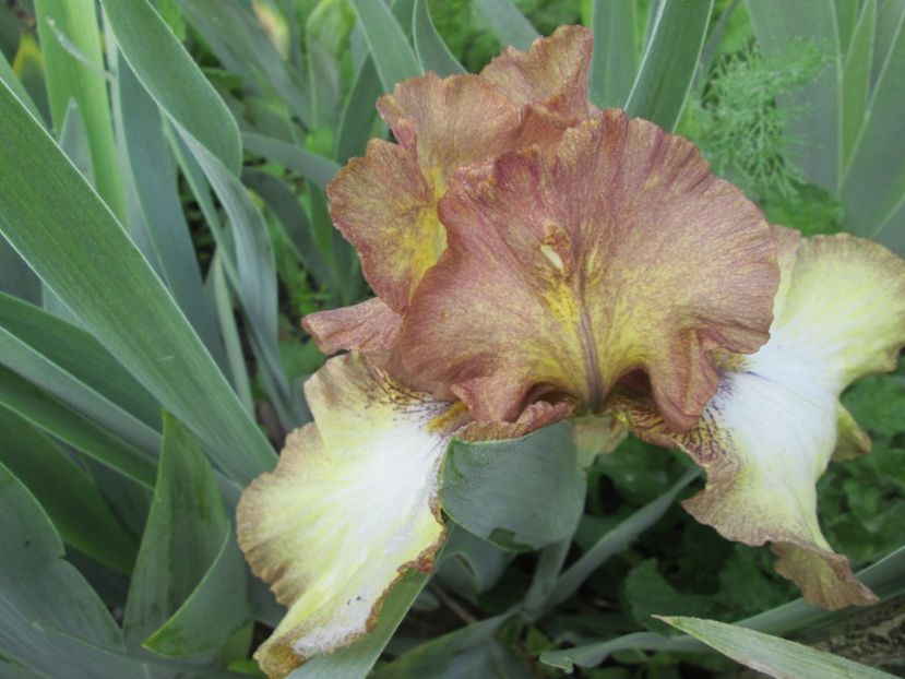  - Gradina cu irisi nr 1 in 2017