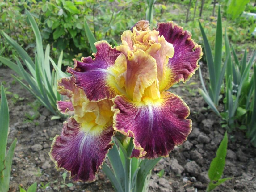  - Gradina cu irisi nr 1 in 2017