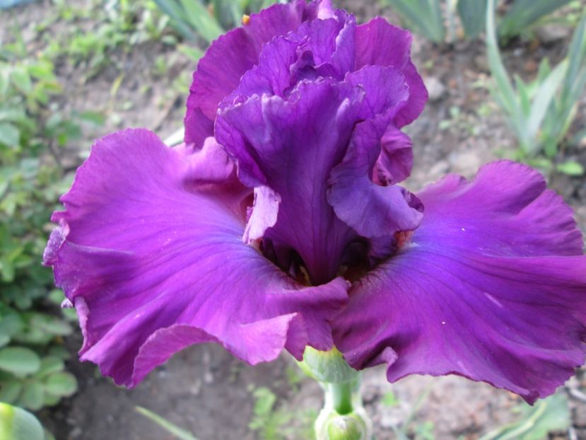  - Gradina cu irisi nr 1 in 2017