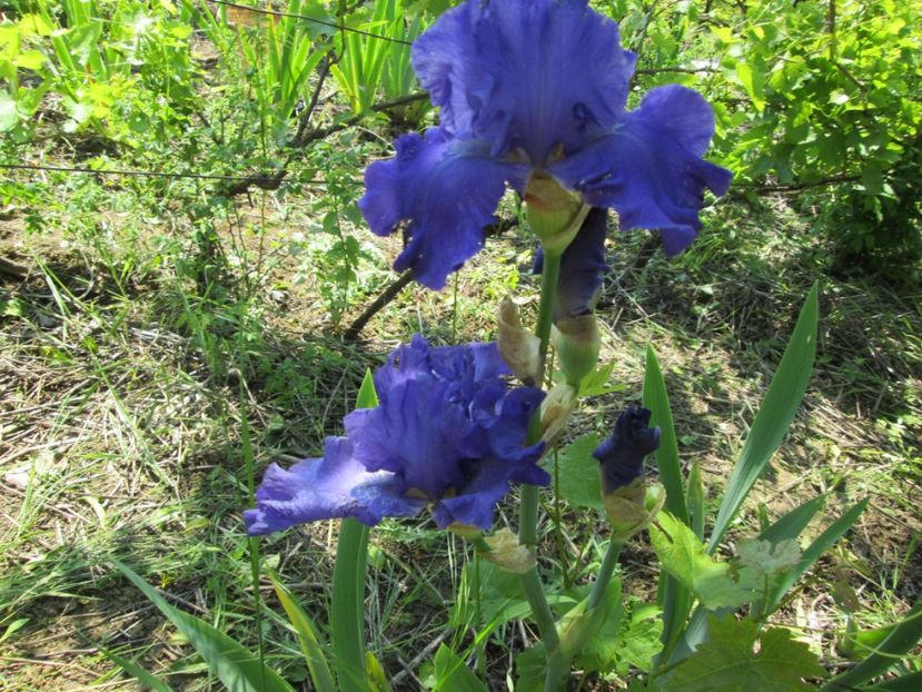  - Gradina cu irisi nr 1 in 2017