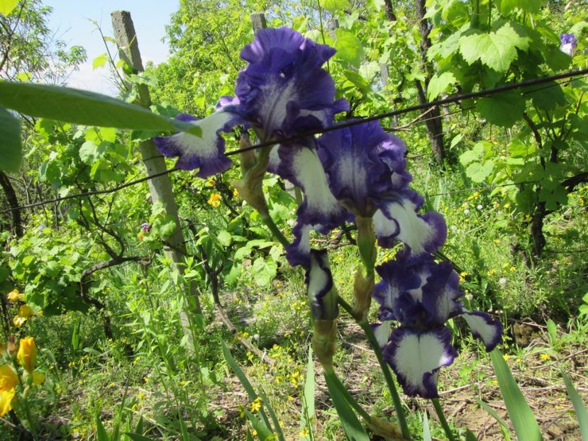  - Gradina cu irisi nr 1 in 2017