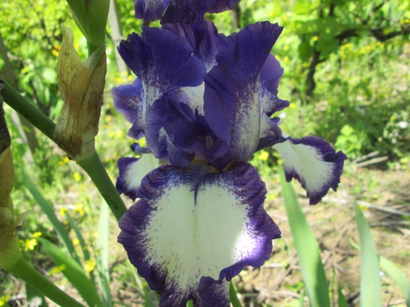  - Gradina cu irisi nr 1 in 2017