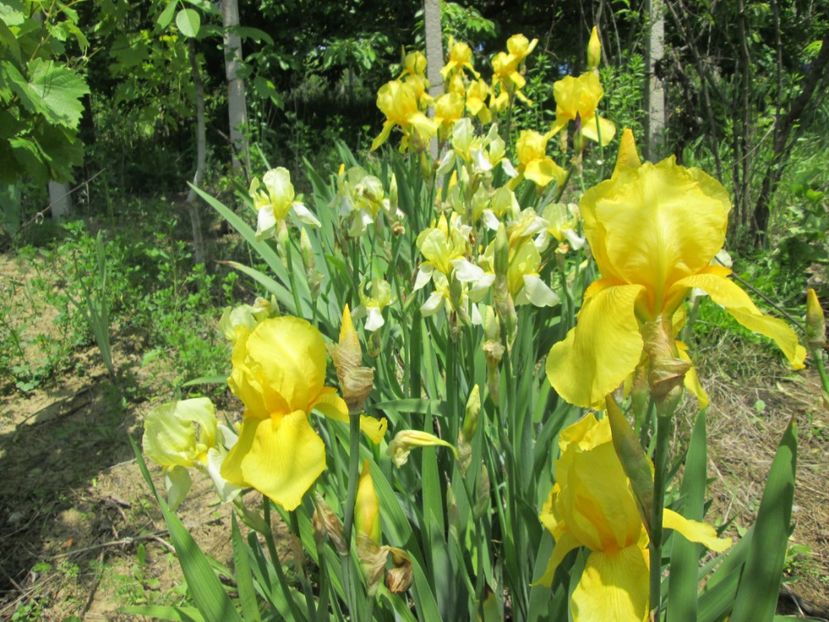  - Gradina cu irisi nr 1 in 2017