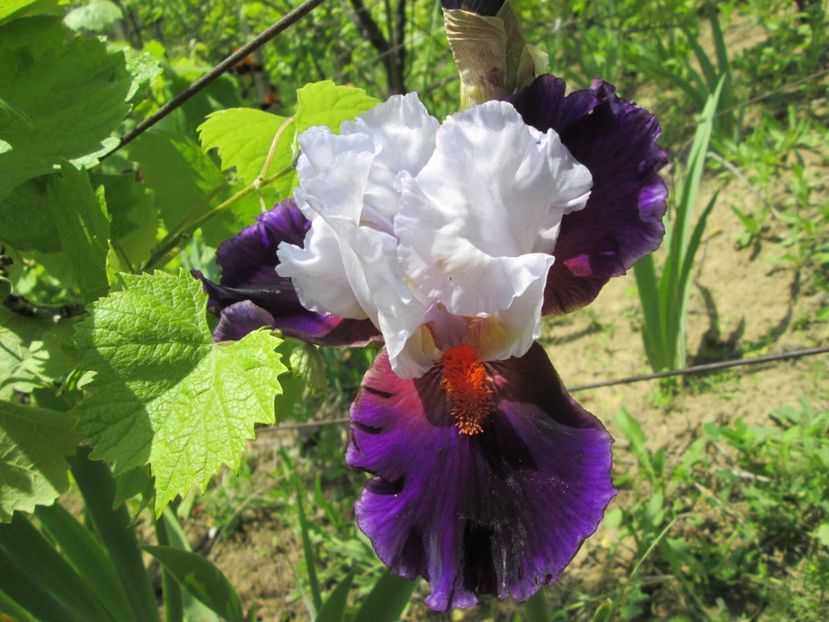  - Gradina cu irisi nr 1 in 2017