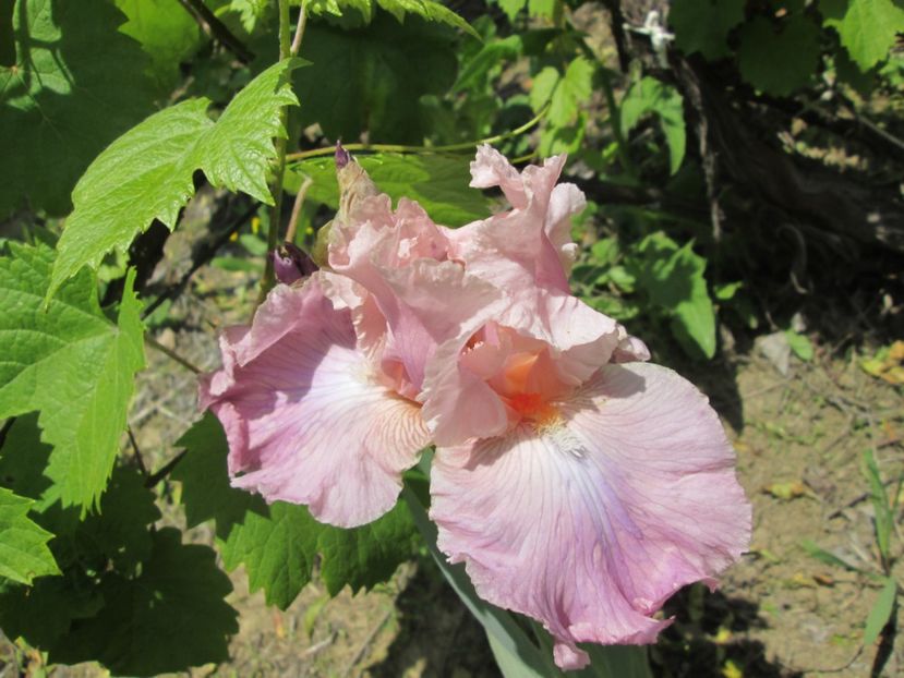  - Gradina cu irisi nr 1 in 2017