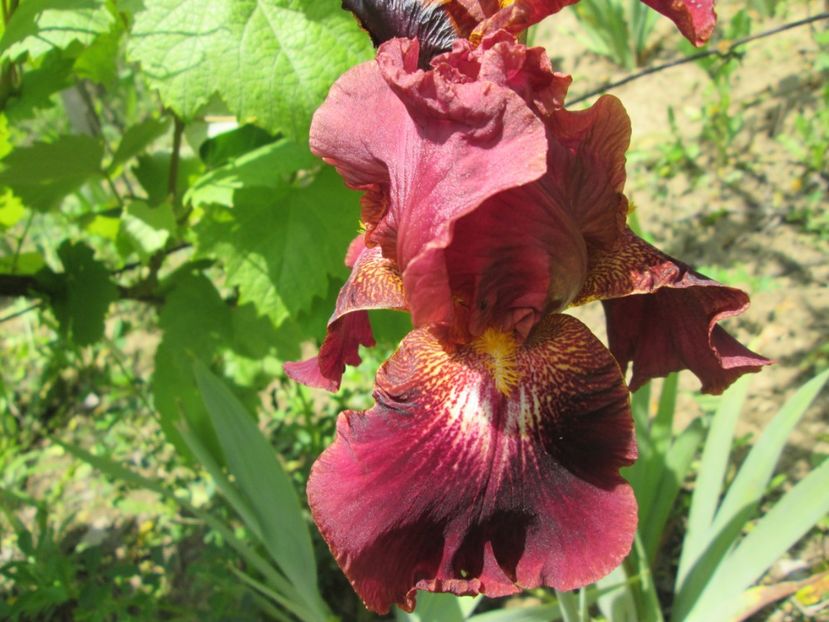  - Gradina cu irisi nr 1 in 2017