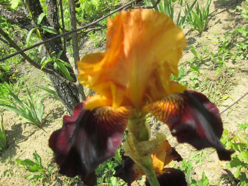  - Gradina cu irisi nr 1 in 2017