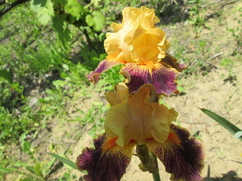  - Gradina cu irisi nr 1 in 2017