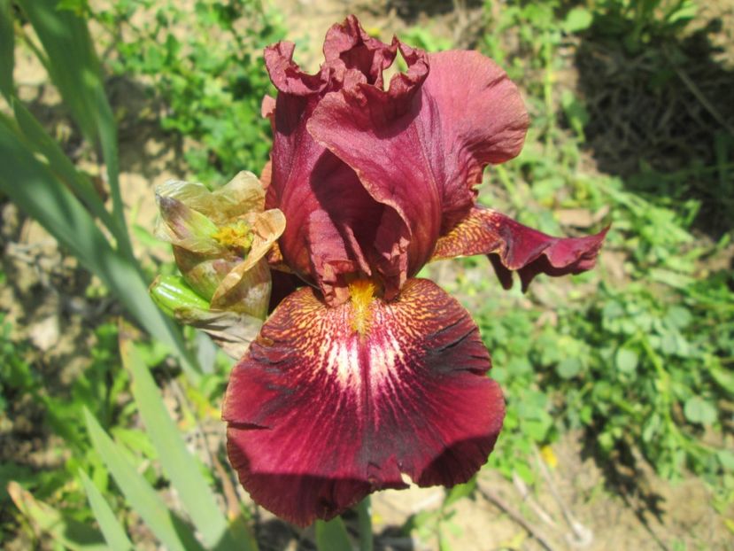  - Gradina cu irisi nr 1 in 2017