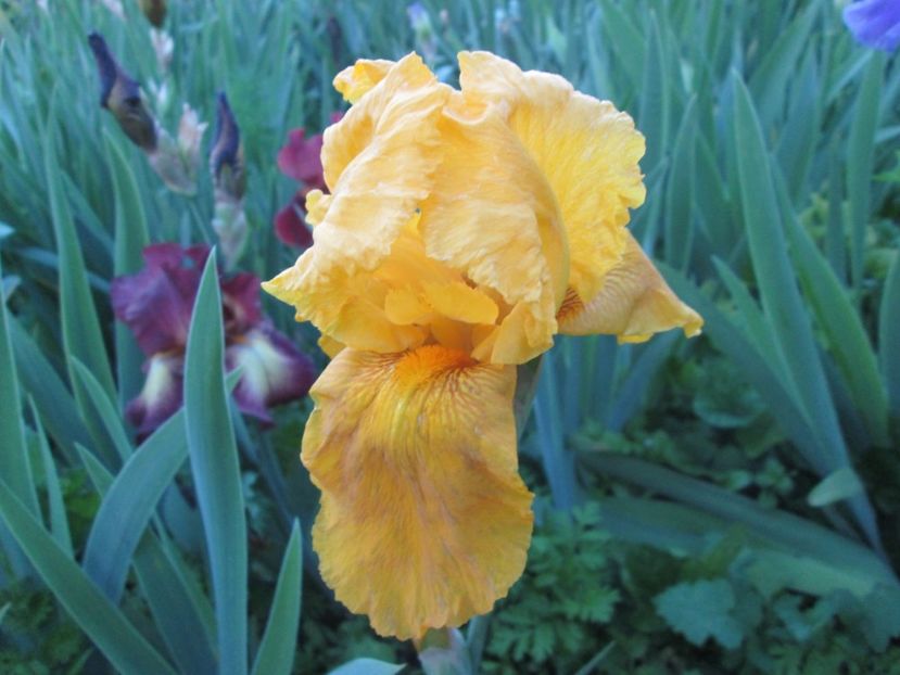  - Gradina cu irisi nr 1 in 2017