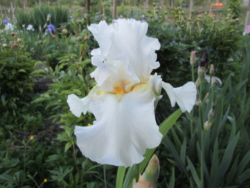  - Gradina cu irisi nr 1 in 2017