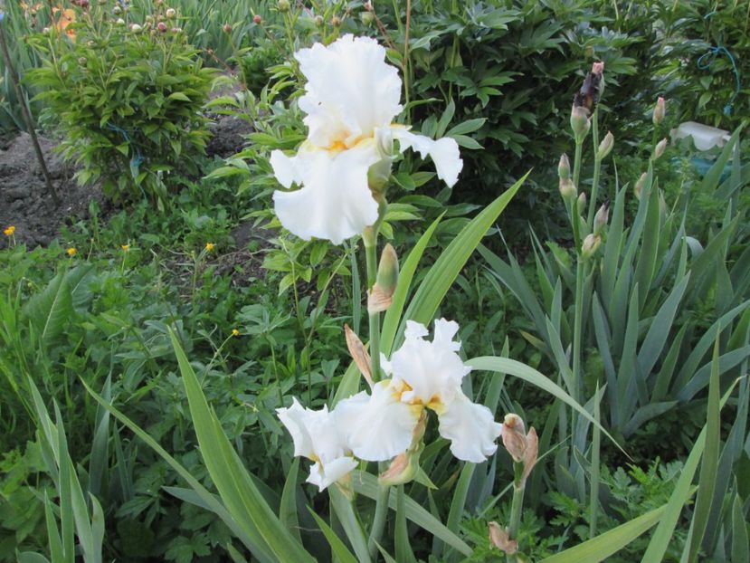  - Gradina cu irisi nr 1 in 2017