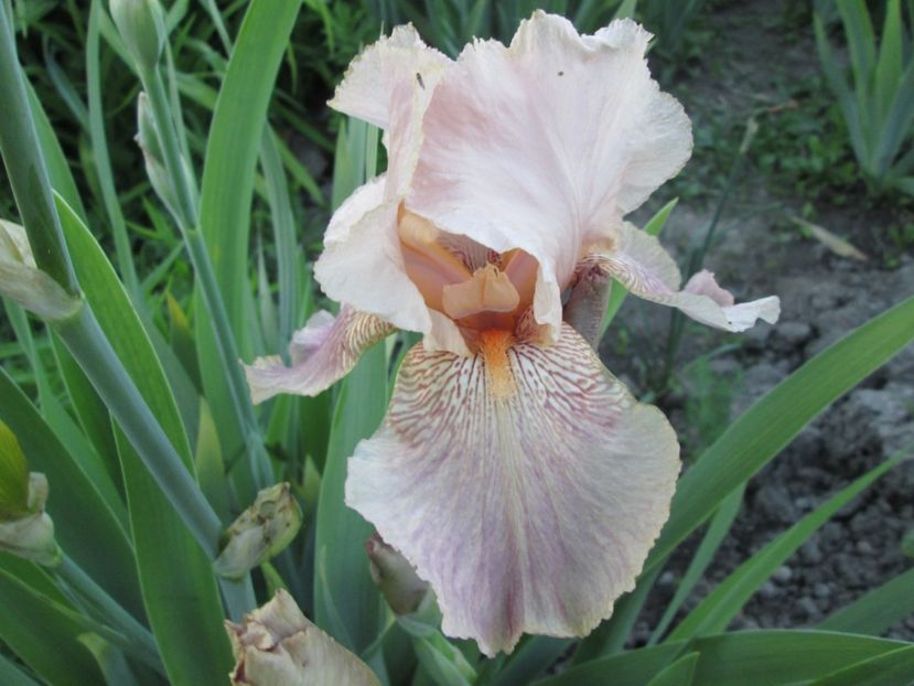  - Gradina cu irisi nr 1 in 2017