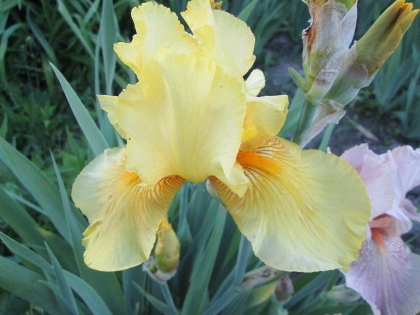  - Gradina cu irisi nr 1 in 2017