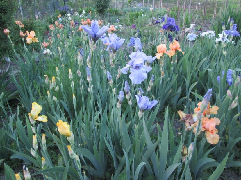  - Gradina cu irisi nr 1 in 2017