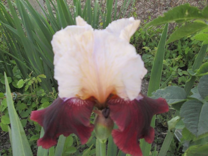  - Gradina cu irisi nr 1 in 2017