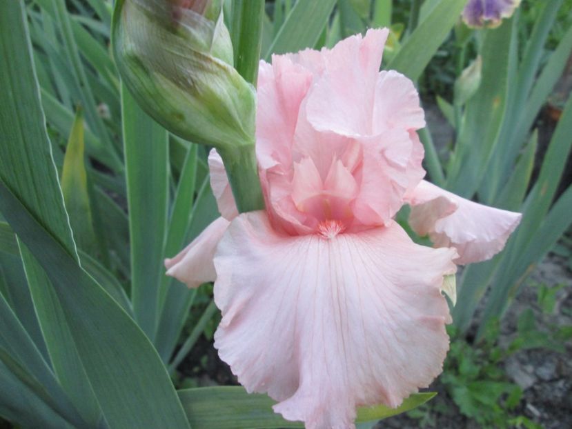  - Gradina cu irisi nr 1 in 2017