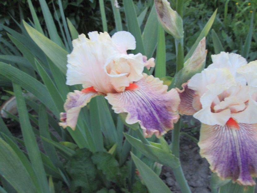  - Gradina cu irisi nr 1 in 2017