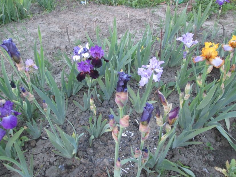  - Gradina cu irisi nr 1 in 2017