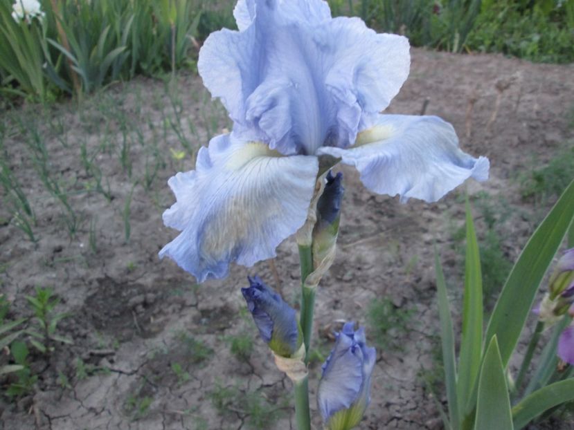  - Gradina cu irisi nr 1 in 2017
